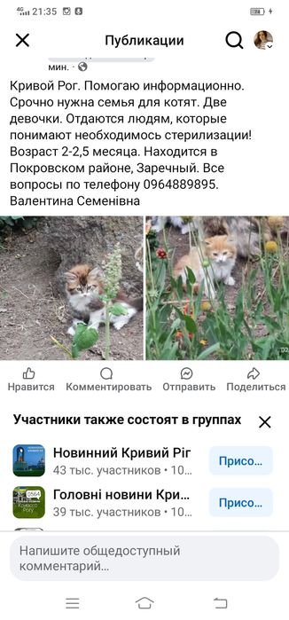 Милые котята даром. Кот. Кошка. Котенок бесплатно