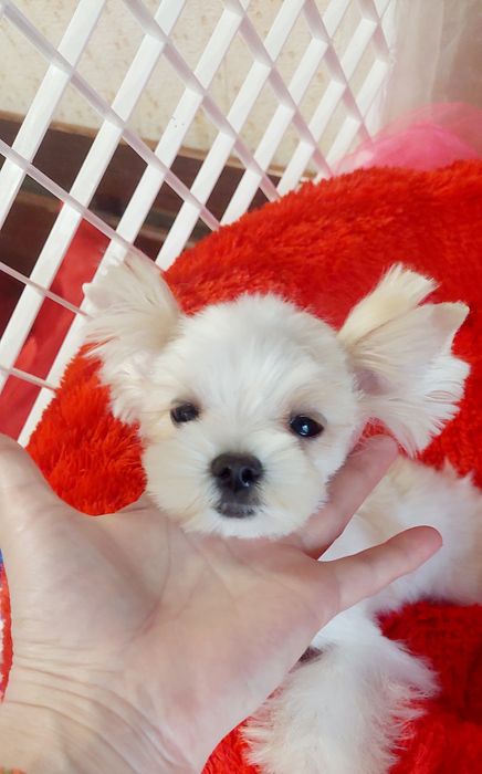 Мини крошка девочка, в теплом окрасе