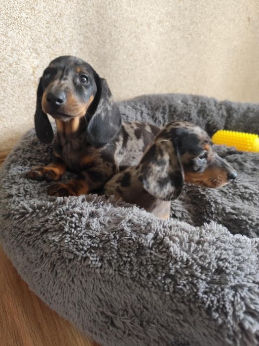 Jamnik krótkowłosy piesek