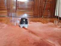 Spitz Alemão Anão ou Lulu da Pomerânia MACHO BRANCO E AZUL LOP e AFIXO