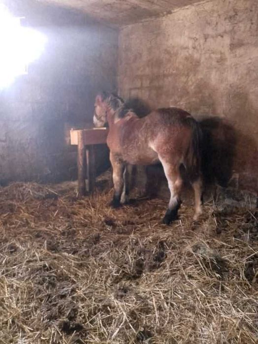 Sprzedam źróbkę zimnokrwistą