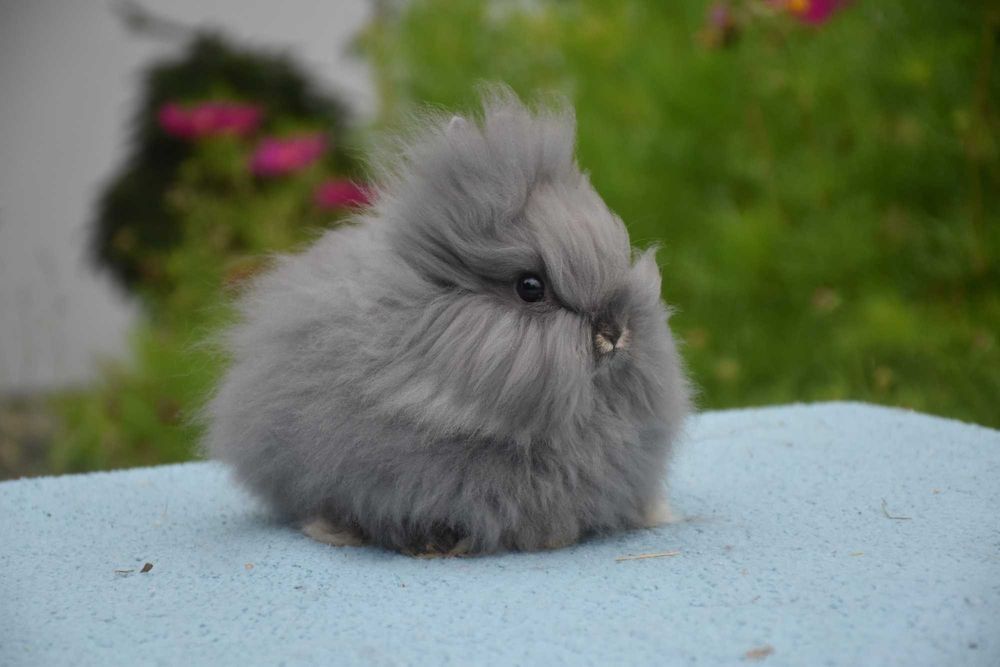 Mini / Karzełek teddy /cudne maleństwa / teddy