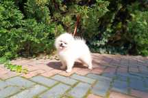 Pomeranian, z dokumentami FCI