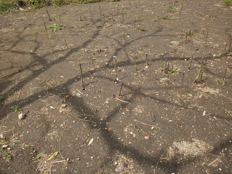 plantas espargos em vaso