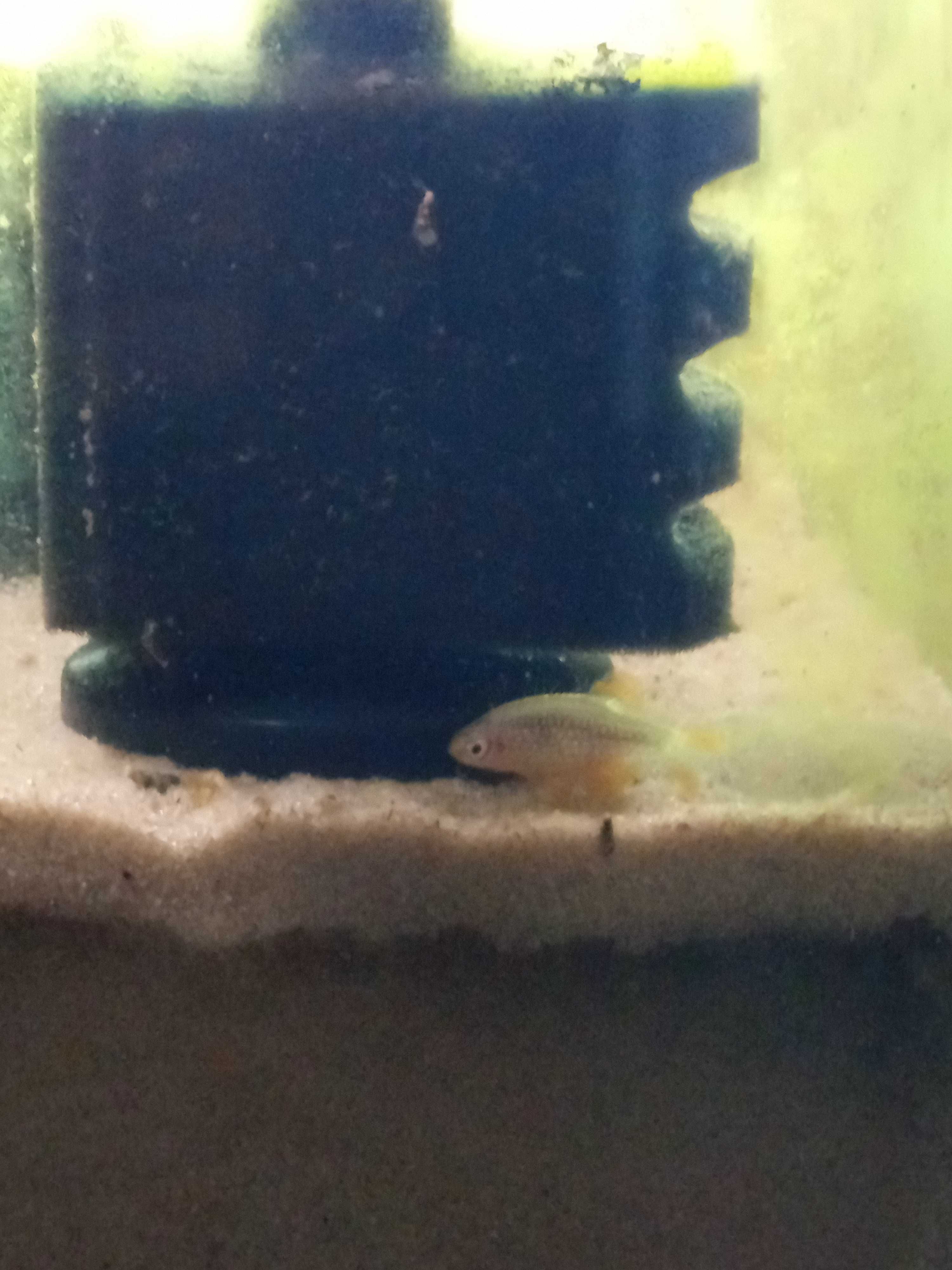 Oferta - Dá-se peixe Rasbora