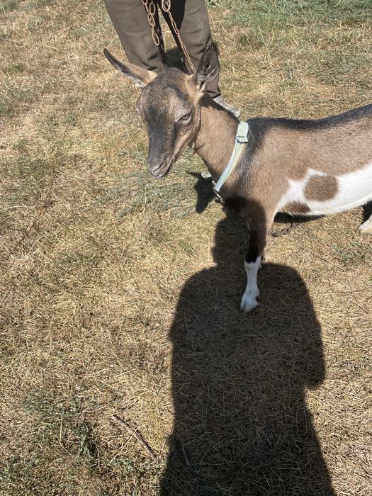 Продам молоду козу