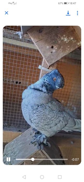 Mewka orientalna Blondynety