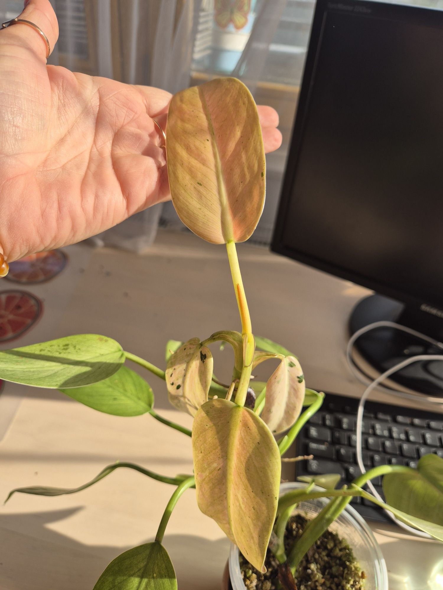 Philodendron Whipple Way