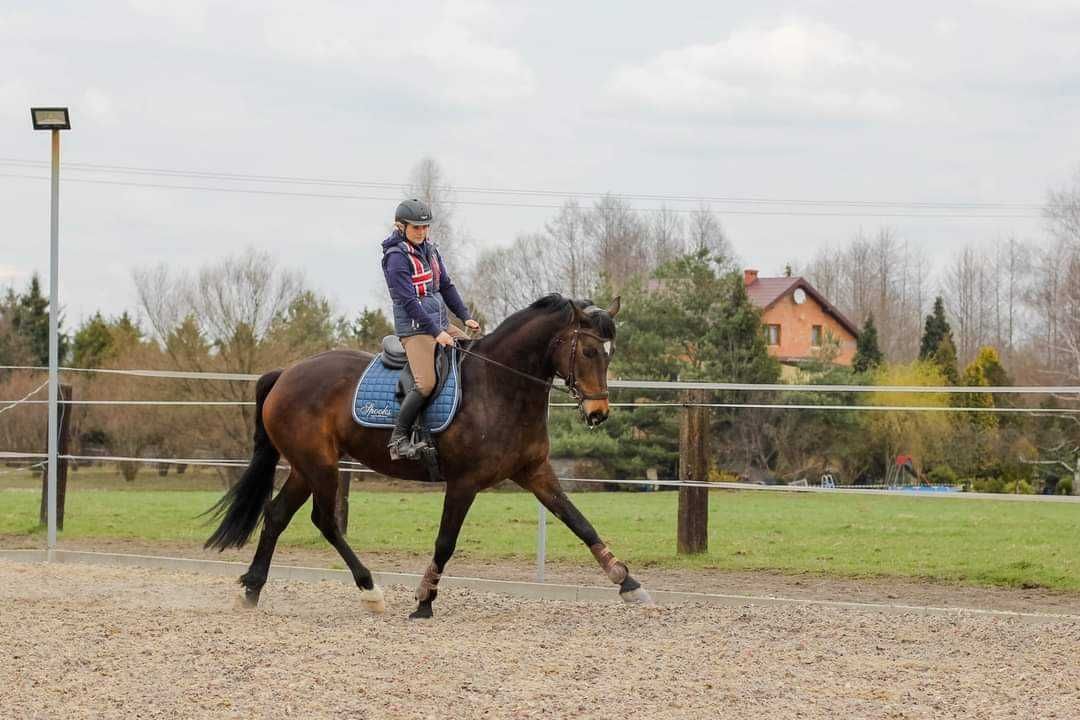 Wolny boks , pensjonat konie, Imielin