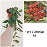 Hoya Burtoniae - Flor de Cera