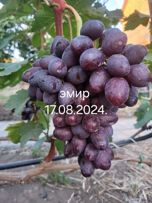 Черенки винограда распродажа