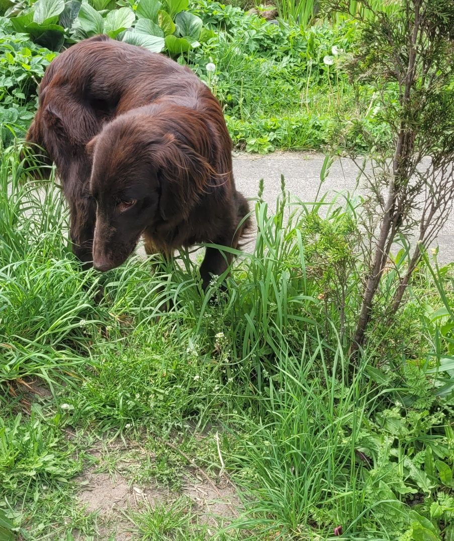 Flat Coated Retriever FCI