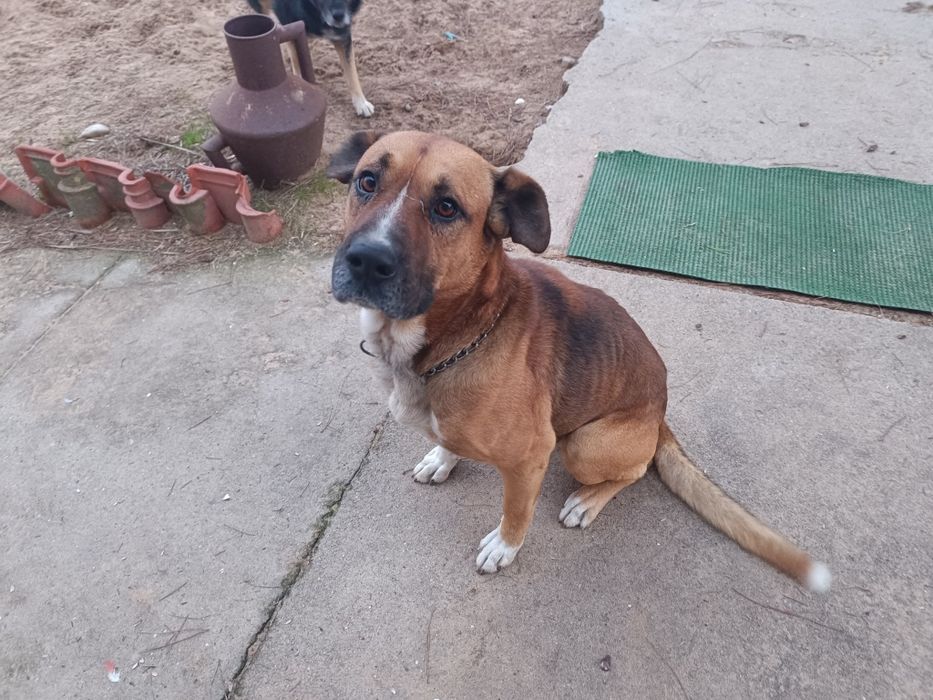 Cão para adoção bom guarda e muito meigo