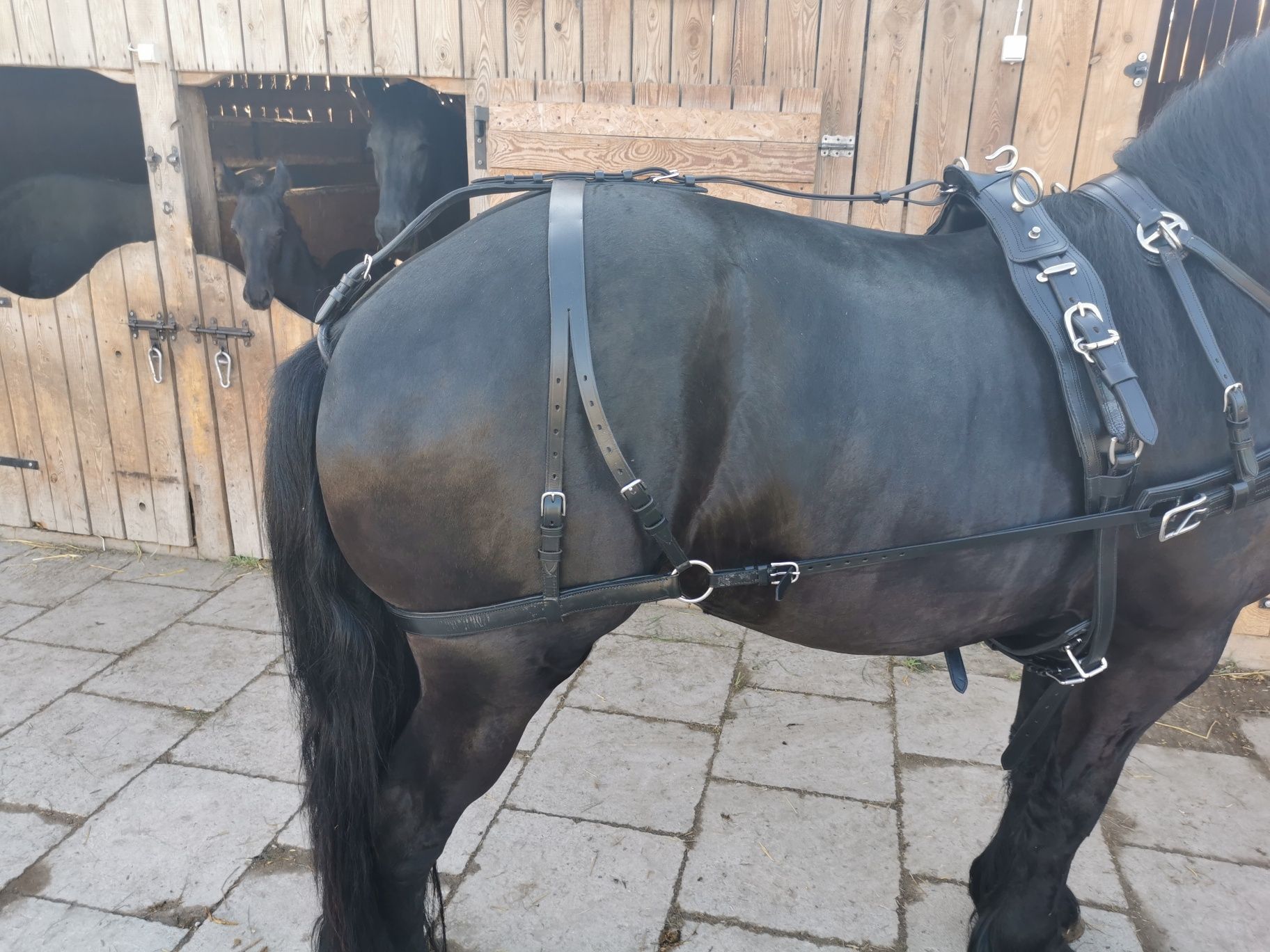 Uprząż pojedynka Full