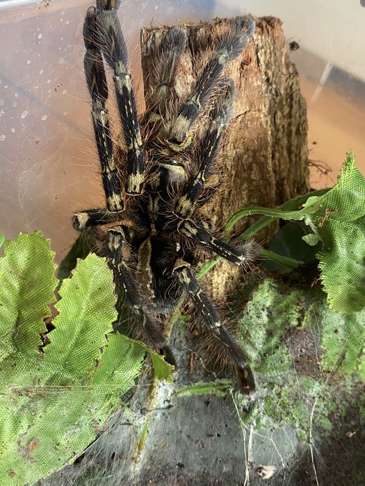 Poecilotheria ornata smaiczka