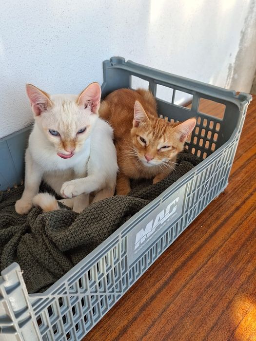 Gatinhos bebés para adopção