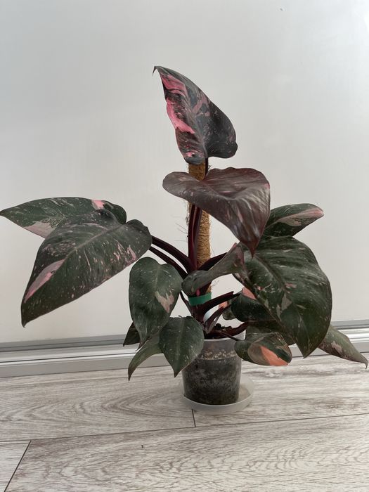 Philodendron pink princess