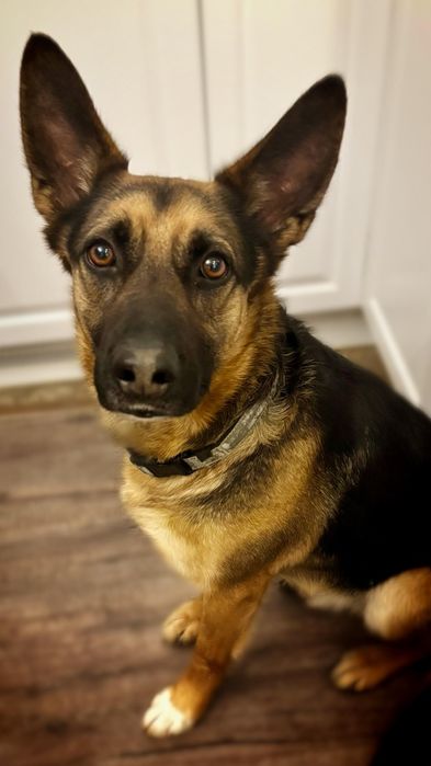 Owczarek niemiecki 5 lat bardzo radosny