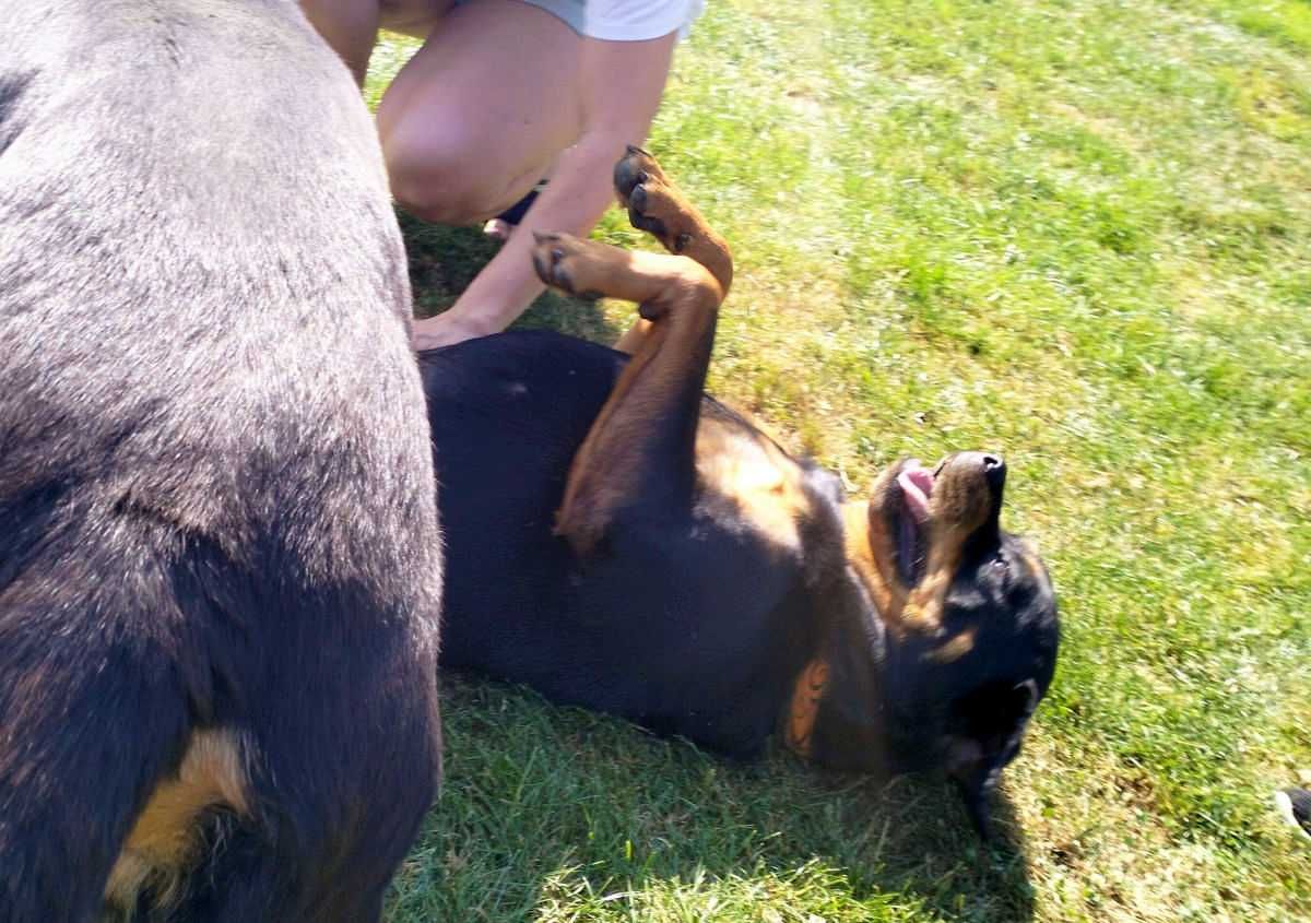 Viva - młoda wspaniała suka rottweiler do adopcji