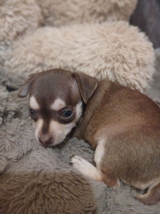 Шоколадная малышка тоичка для души! Чудная крошка!