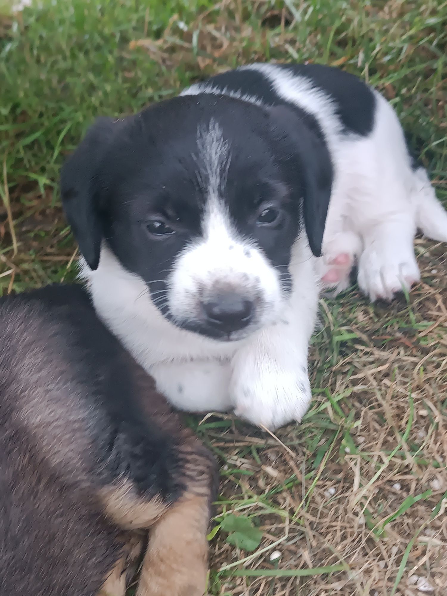 Pieski do adopcji