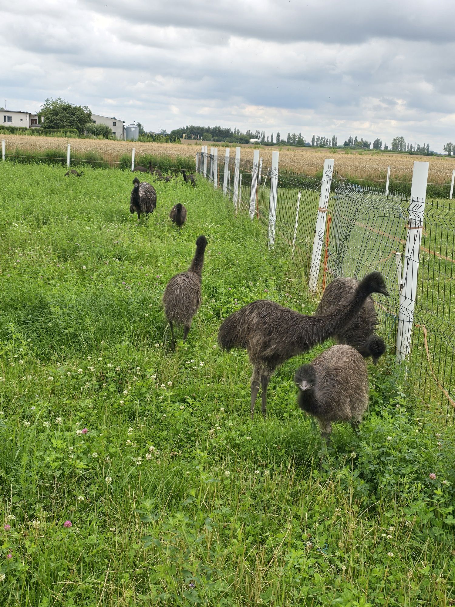 Sprzedam młode strusie emu