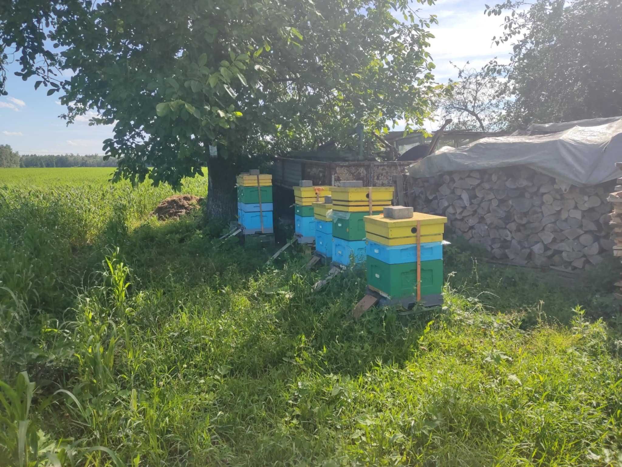 Sprzedam pszczoły