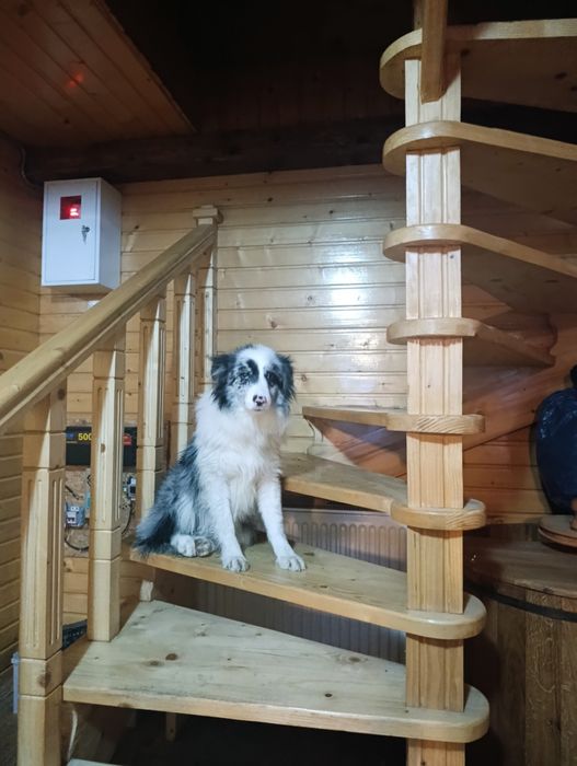 Чистокровні   Border Collie