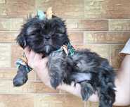 Shih-Tzu piesek brązowy