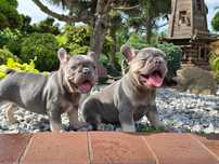 Buldog Francuski śliczna suczka Lilac Tan