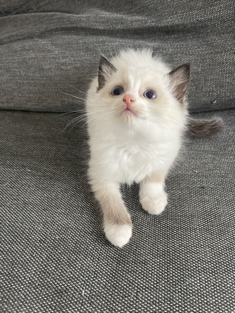 Kotka Ragdoll puszysty maluch z rodowodem