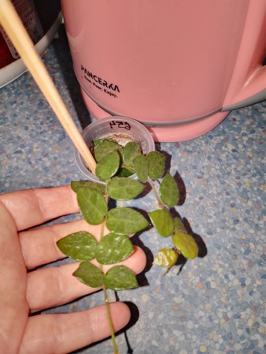 Квіти домашні хої