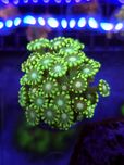 Alveopora Green Fluo #58 akwarystyka morska koralowce