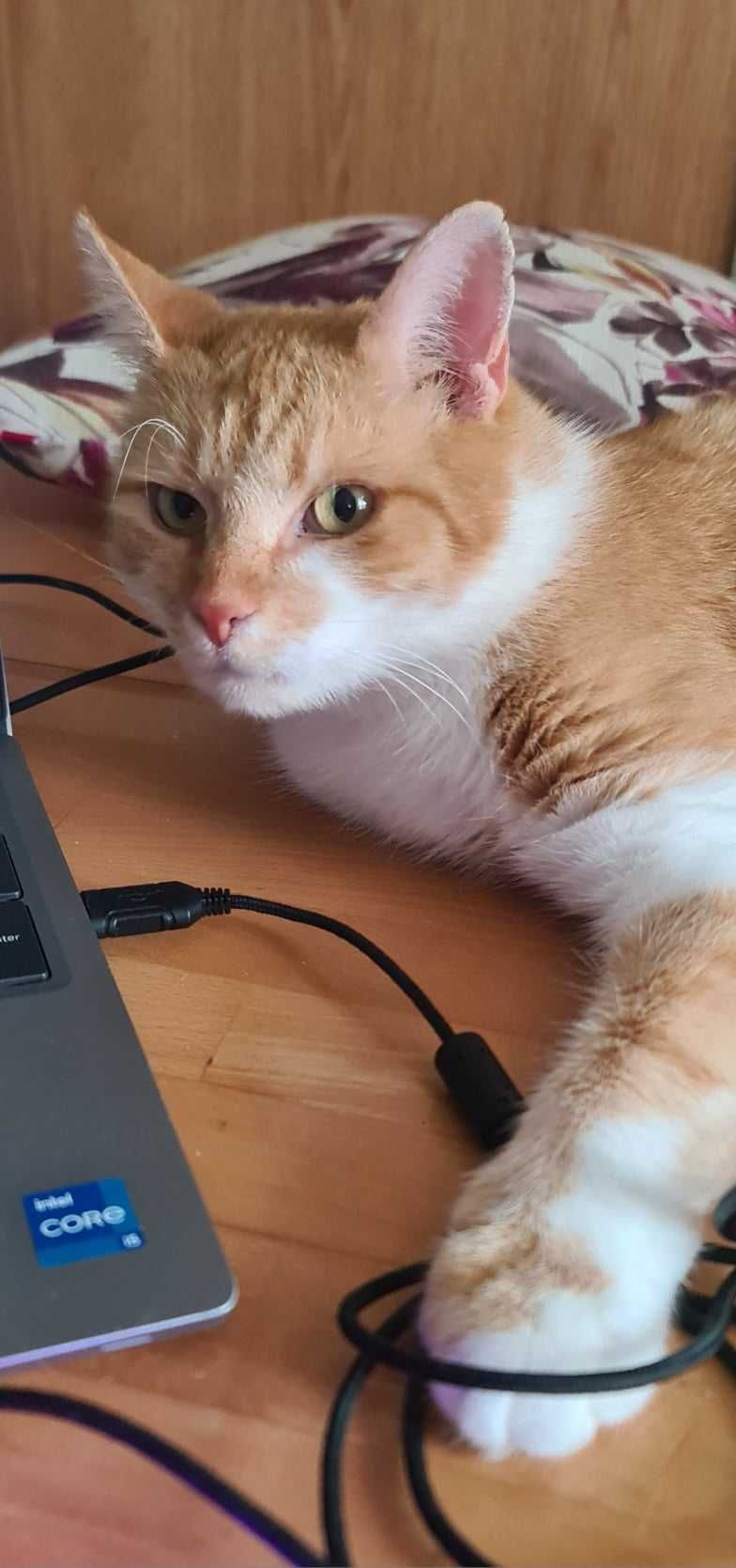ALEN dorosły kocur 7 lat do adopcji