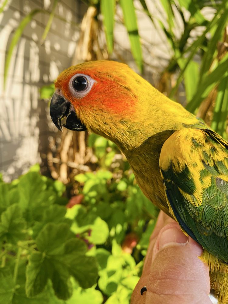 Aratinga do Sol domesticado grande oportunidade
