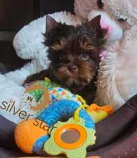 Yorkshire terrier-York Chocolate