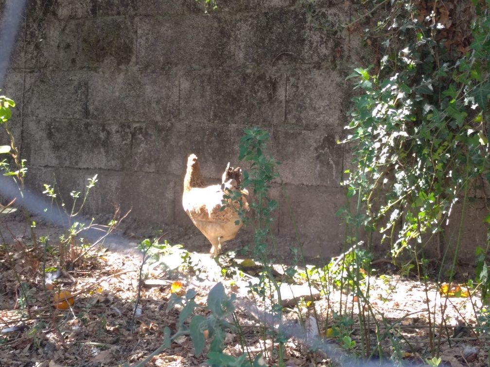 Galinhas de ovos azuis e verdes