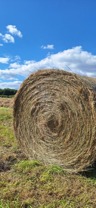Siano, możliwy transport zapraszam