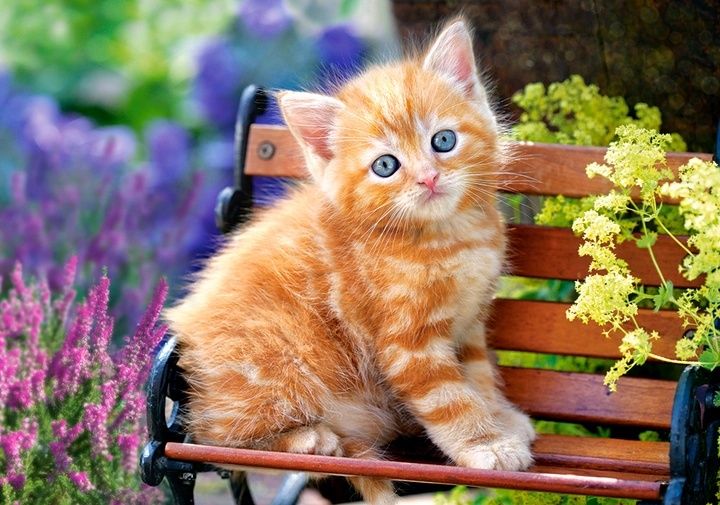 Британские котята рыжики