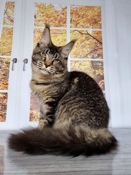 Супер красивые котята