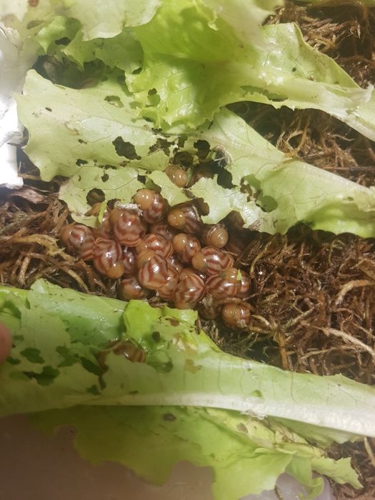 Продам равликів ахатин