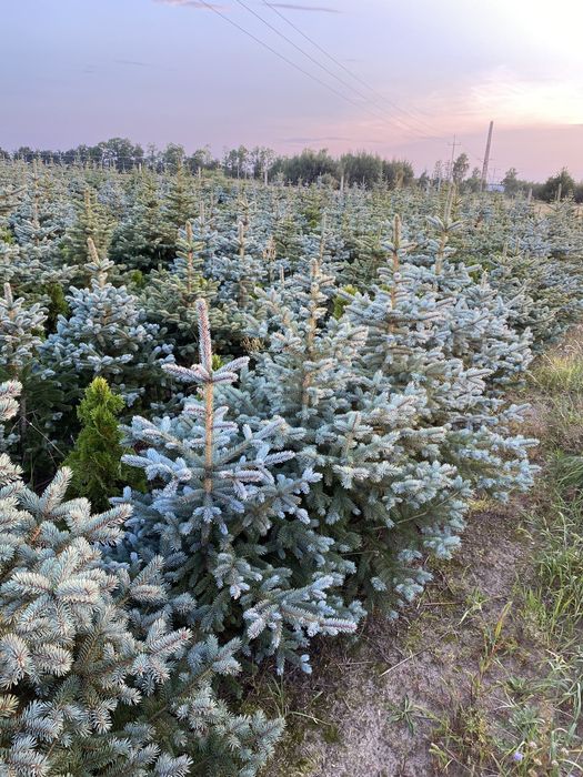 Świerk srebrny jodła koreańska Nasielsk 05 190