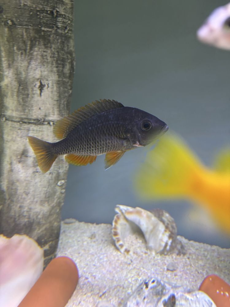 Red Fin Kadango 2 femeas