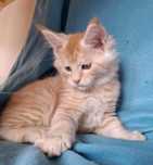 Rudosrebrzysty kocurek Maine Coon