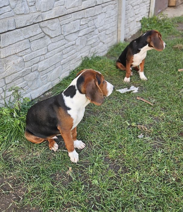 Gończy Serbski Trójkolorowy (posokowiec  Gończy Polski) szczeniaki