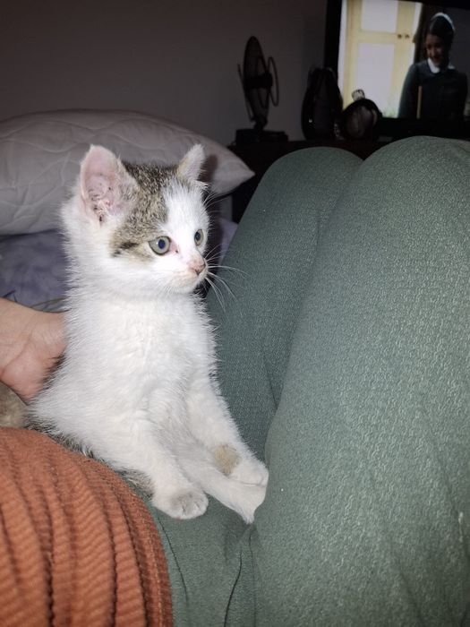 Oddam kotka za darmo