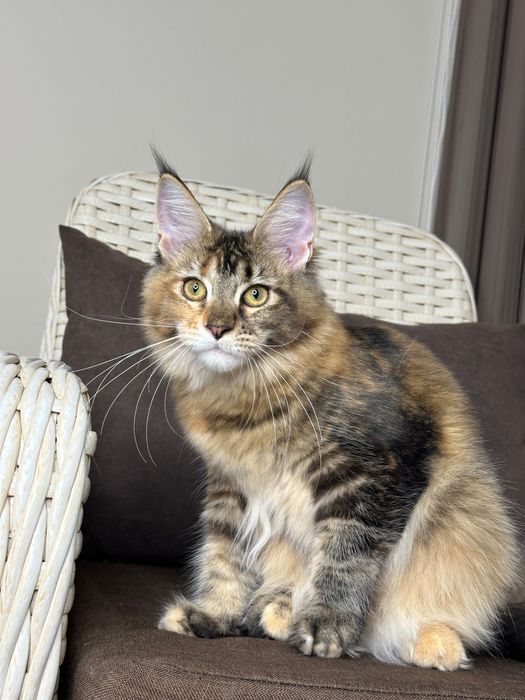Charlotte-kotka Maine Coon