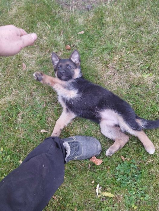 Цуценя німецької вівчарки