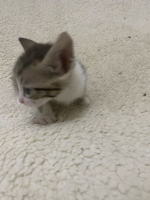 Adocao responsavel de gatinho bebe
