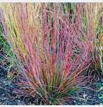 Palczatka Miotlasta,, Prairie Blues